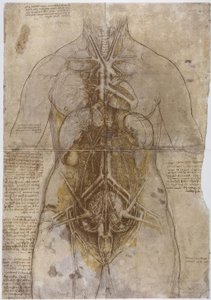 Étude anatomique - Leonardo da Vinci